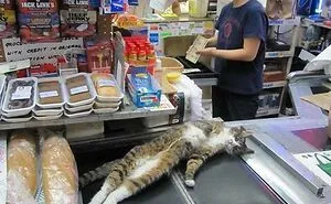 “This Is My Life Now”: 50 Funny Pics Of People And Animals Accepting Uncommon Situations