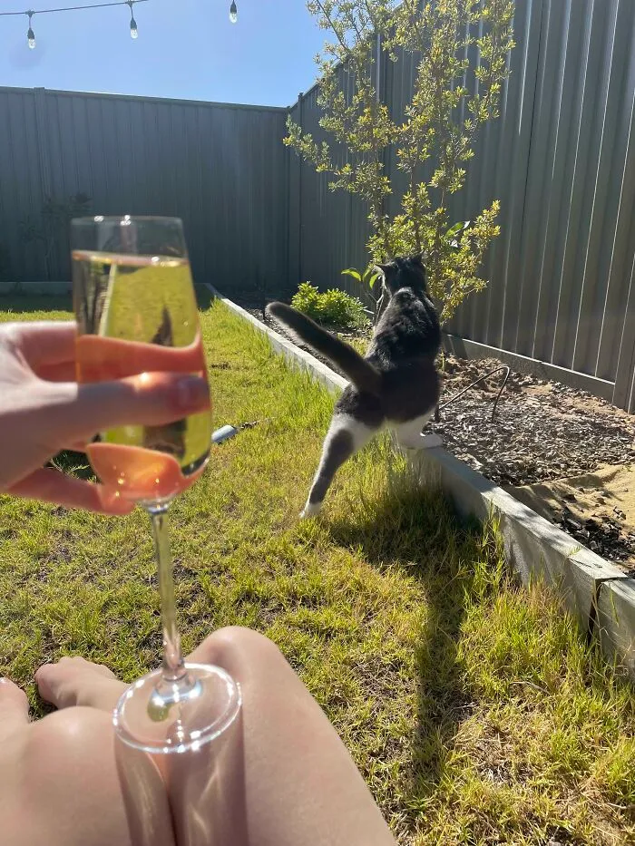 Boss Told Me After Massively Overworking Me That If I Want To Play In His Sandpit I Need To Toughen Up. Told Him I Don’t Want To Play In The Sandpit, I Want Time To Lay On The Lawn With My Cats. He Told Me To Take My Cats And F**k Off. He Was Bluffing. I Wasn’t. I Quit! Coming At Ya From My Lawn!