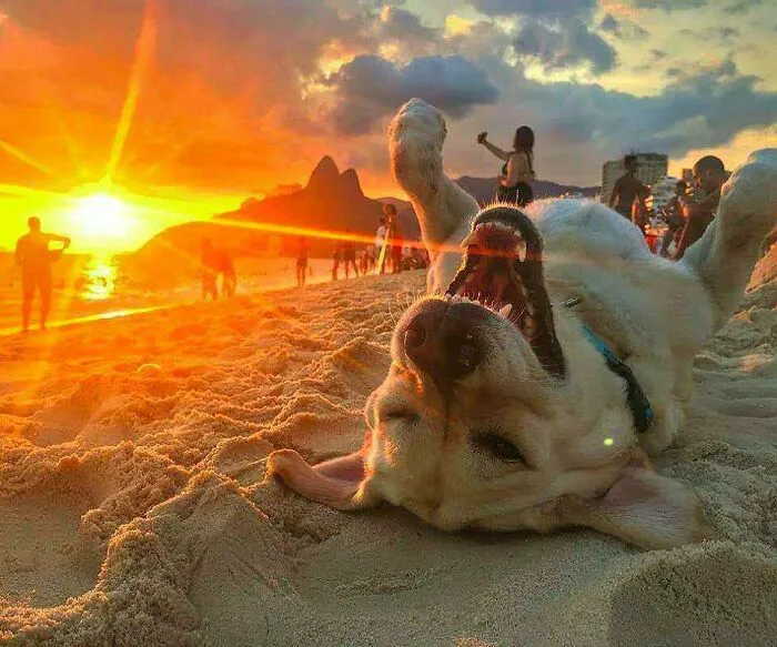 Every Day Has Its Dog