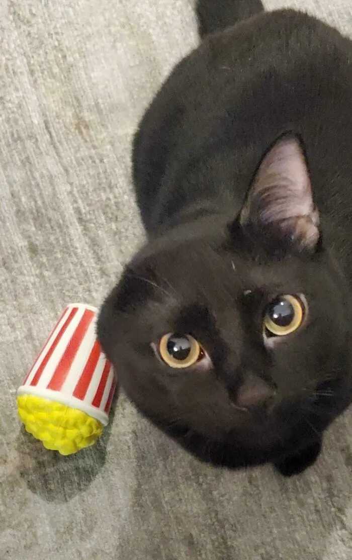 This Is Jinx - He Was Born With One Ear