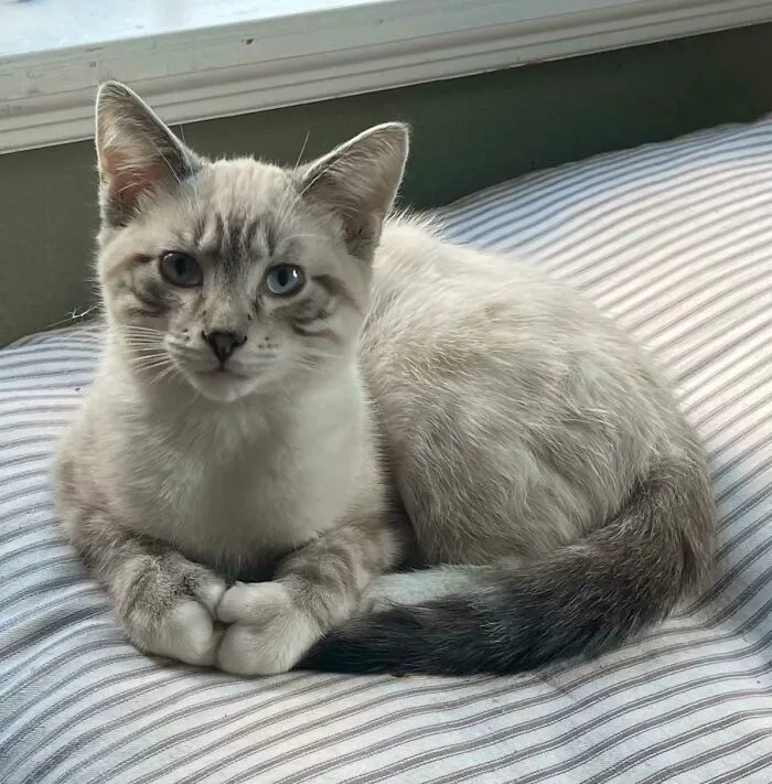 New Housemate Has More Thumbs Than I Was Expecting