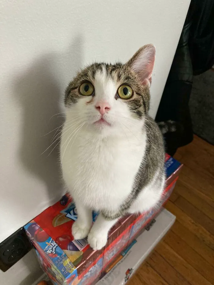 My Cat Pickles. He Was Born Without An Ear