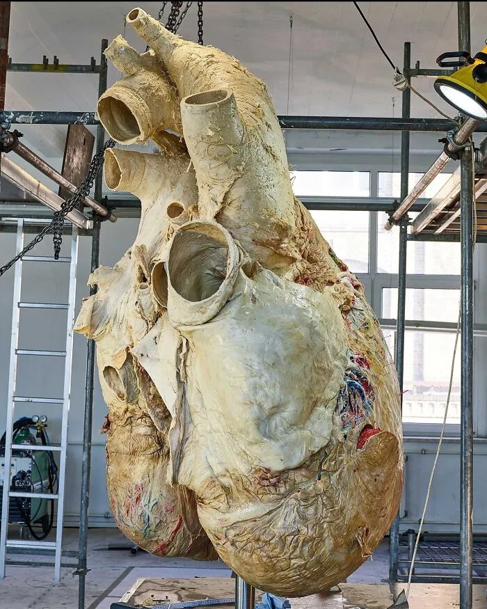 Corazón de ballena azul
