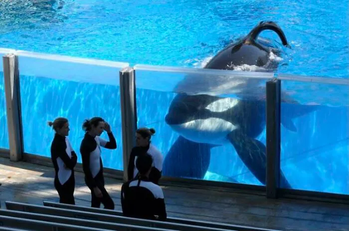 The Captive Orca Tilikum Looking At Its Trainers