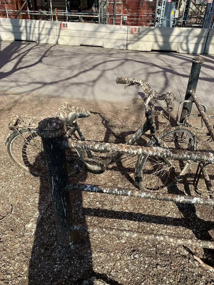 Someone Left Their Bike Under The Wrong Tree