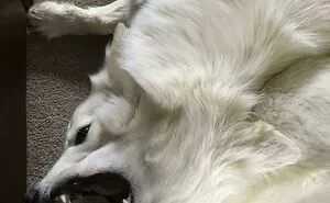 People In This Hilarious Online Group Are Deciding What's Wrong With These Dogs, Here Are 50 Of The Best Pics (New Pics)