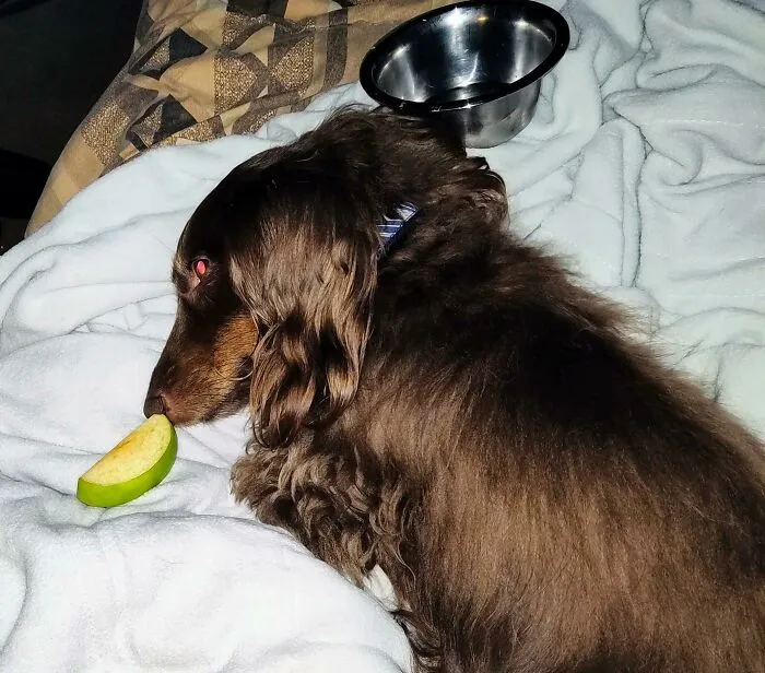 Se niega a dormir sin una rodaja de manzana. Todas las noches