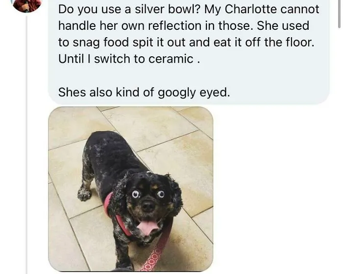 Somebody Posted This In The Dog Group I’m In