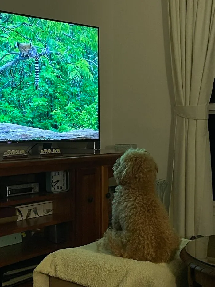 Teddy está obsesionado con los documentales sobre animales. Corre a la habitación cuando escucha la voz de Sir David Attenborough