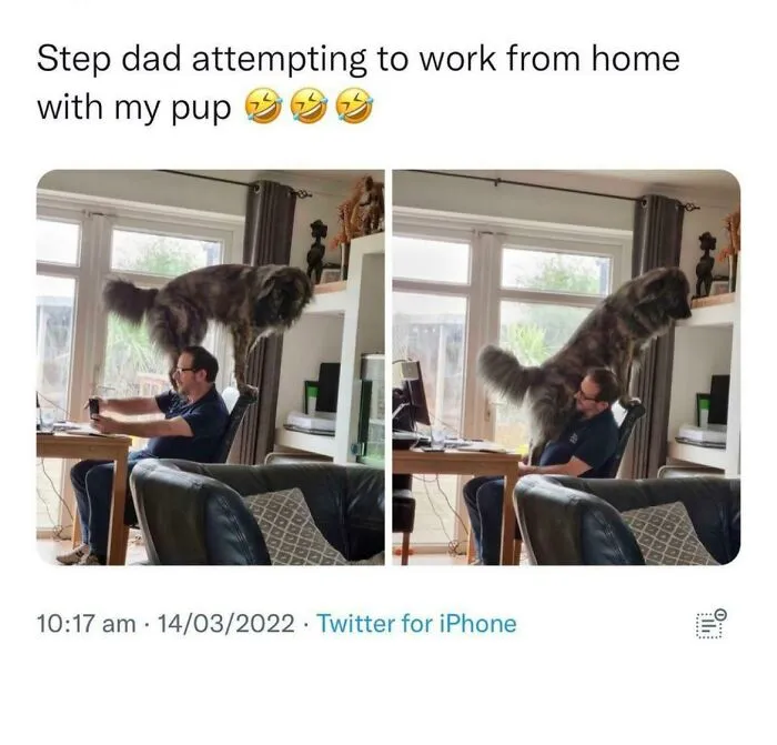 Get A Dog They Said. It’ll Be Fun, They Said