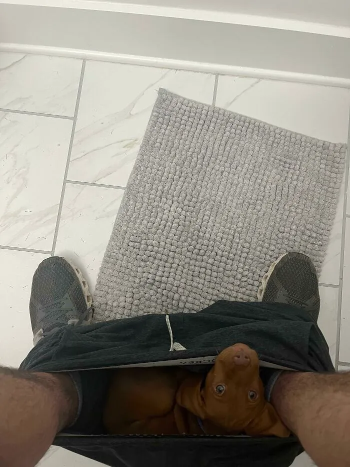 Digamos que el nuevo cachorro está cómodo