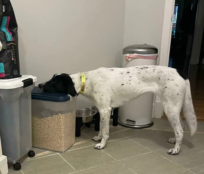 Los padres de Gertie llegaron 20 minutos tarde a servir la cena