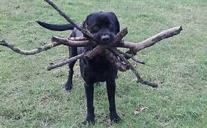 People In This Hilarious Online Group Are Deciding What's Wrong With These Dogs, Here Are 50 Of The Best Pics (New Pics)
