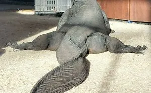 50 Times People Spotted 'Absolute Units' And Shared Them In This Online Community (New Pics)