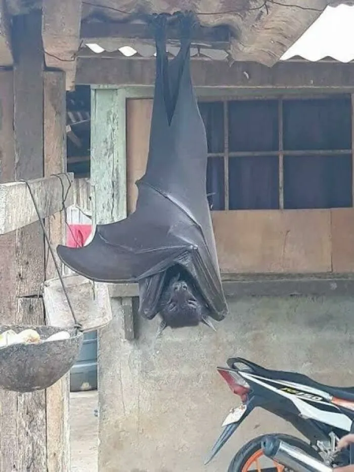 An Absolute Unit Of A Bat (5 Foot 5)