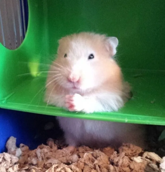 Brown hamster thinking and looking