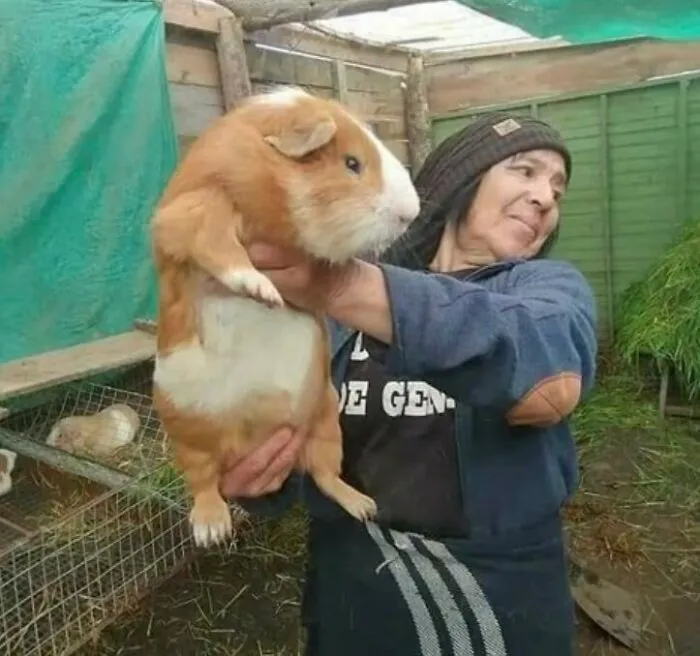 Este conejillo de indias