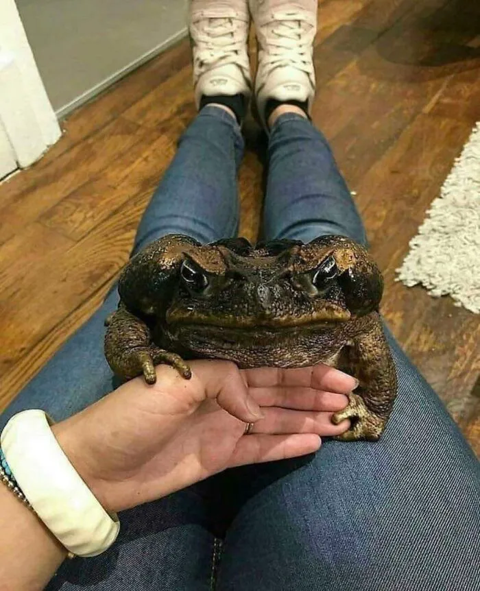 Absolute Unit Of A Toad!