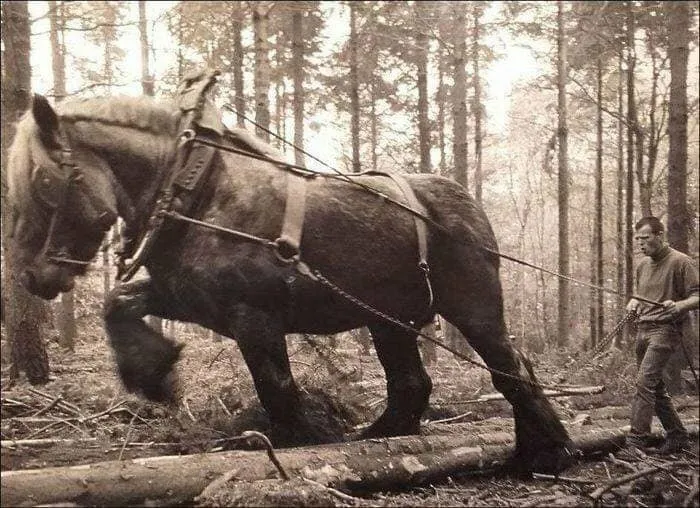  Vintage Photo Of A Working Horse