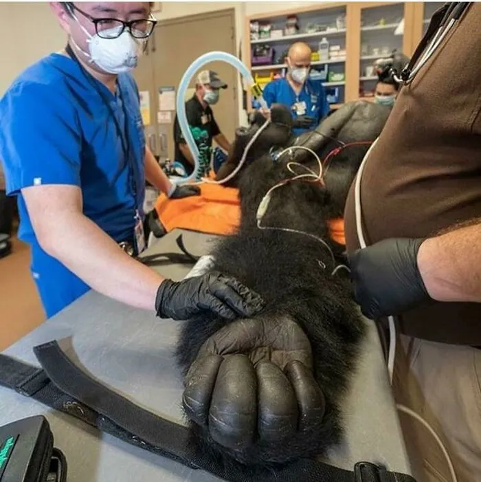 Gorilla Hand