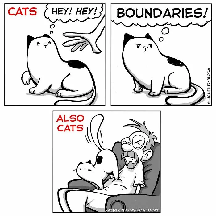 Daily Struggles And Life With A Cat: 30 Funny Comics By “How To Cat” (New Pics)