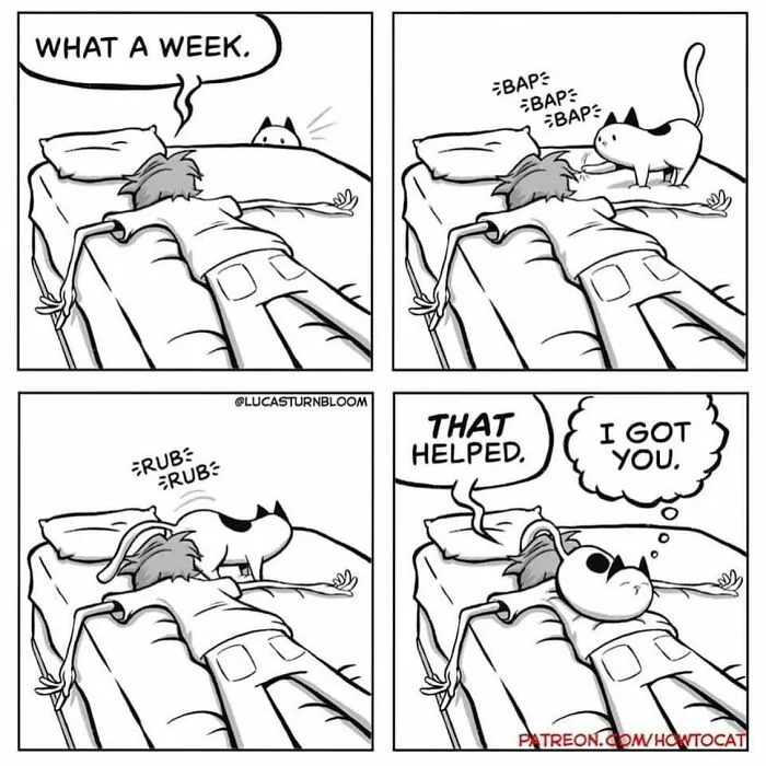 Daily Struggles And Life With A Cat: 30 Funny Comics By “How To Cat” (New Pics)
