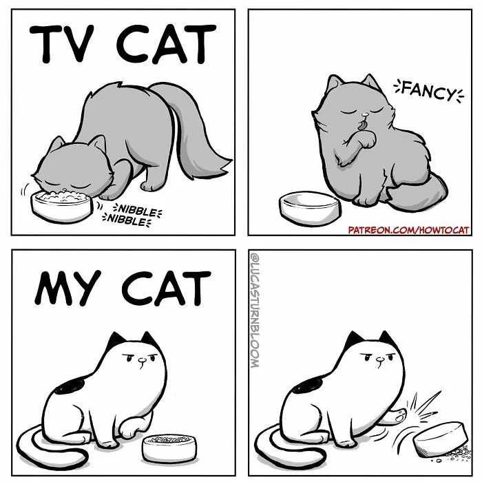Daily Struggles And Life With A Cat: 30 Funny Comics By “How To Cat” (New Pics)