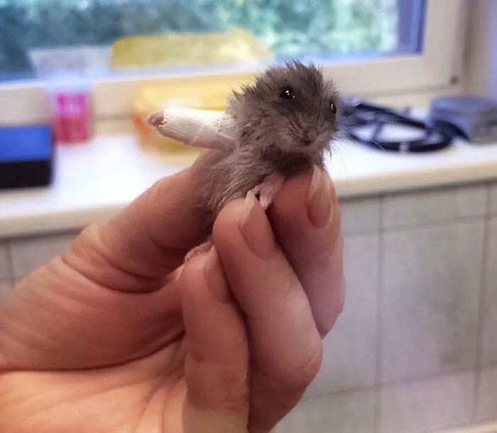 Little Fellow Broke His Arm