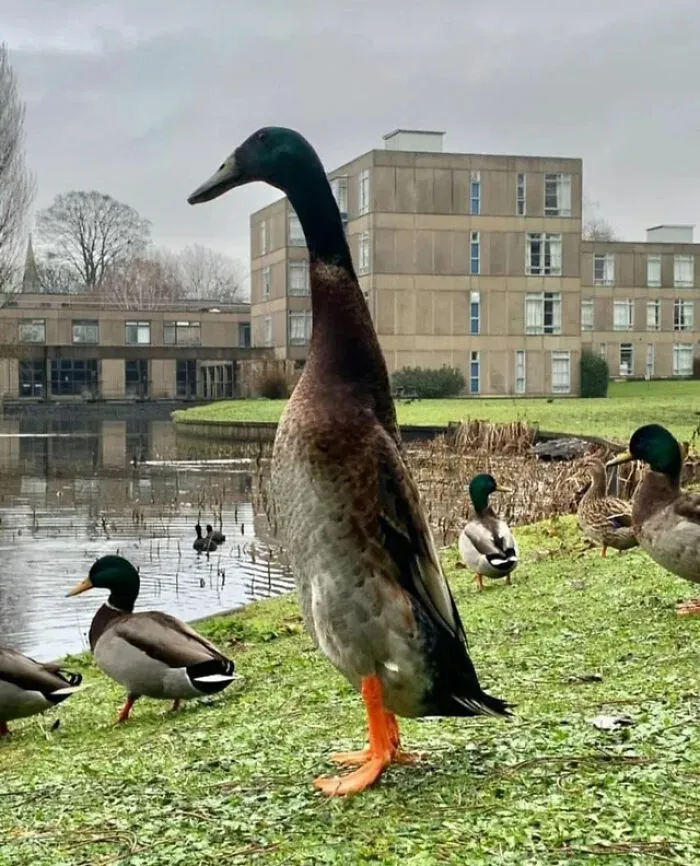 The Tallest Mallard Duck To Have Ever Lived Known As 'Long Boi'. He Lives On The Campus Of The University Of York, England. He Stands Just Over 1m Tall 