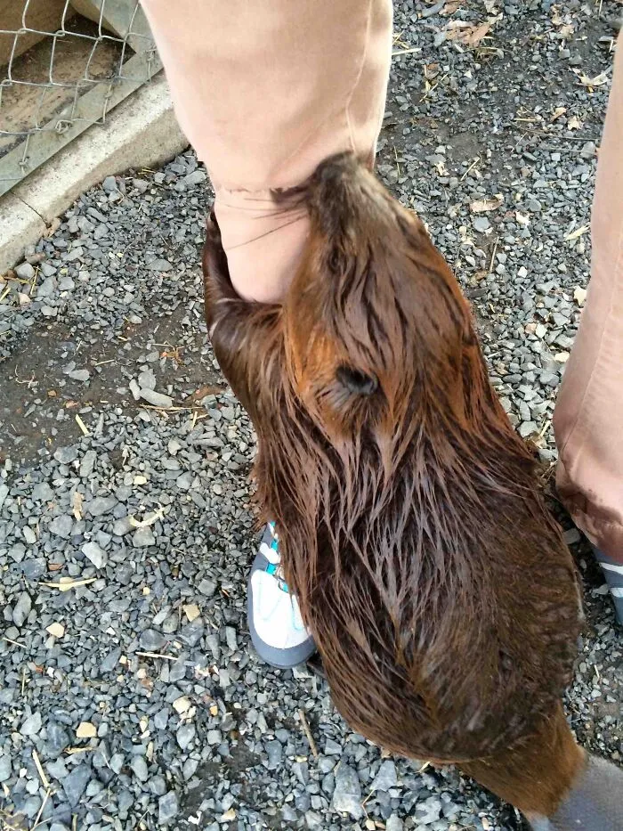 I Volunteer At A Wildlife Rehab. This Is Our 1 Y/O Beaver Giving Me A Hug Because She Missed Me Over The Winter Or Maybe She Wanted The Apple I Had