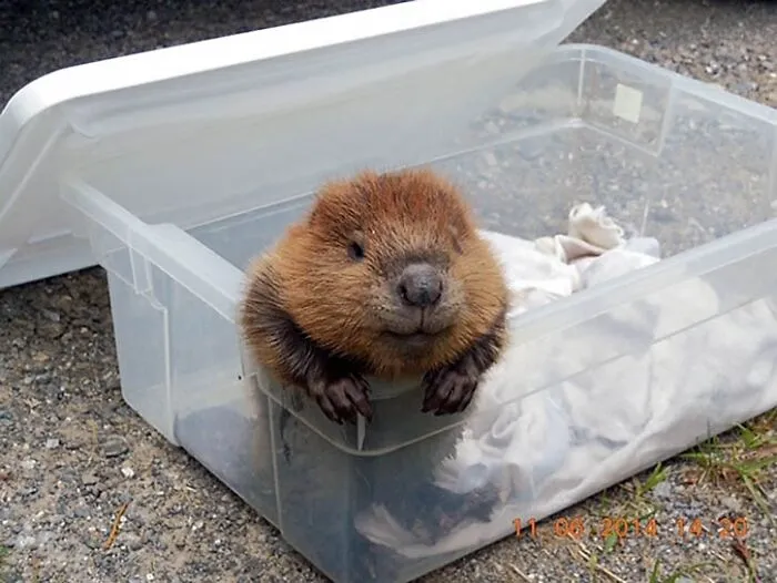 Adorable pequeño