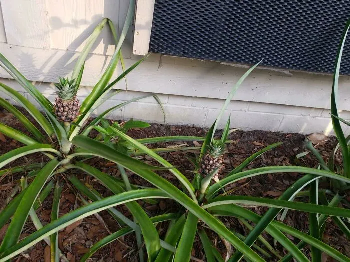 La persona que vivía en mi apartamento antes que yo plantó piñas