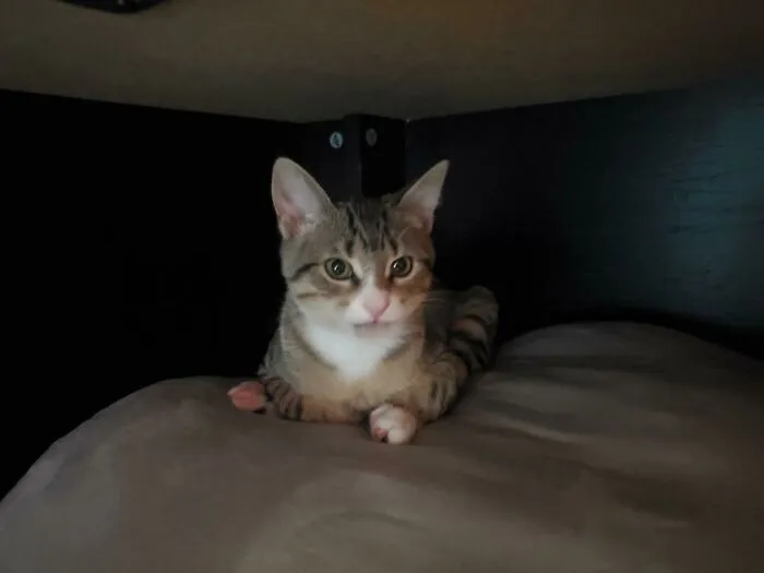 Ozzy Doesn't Understand How Loafing Works (Those Are His Back Paws)