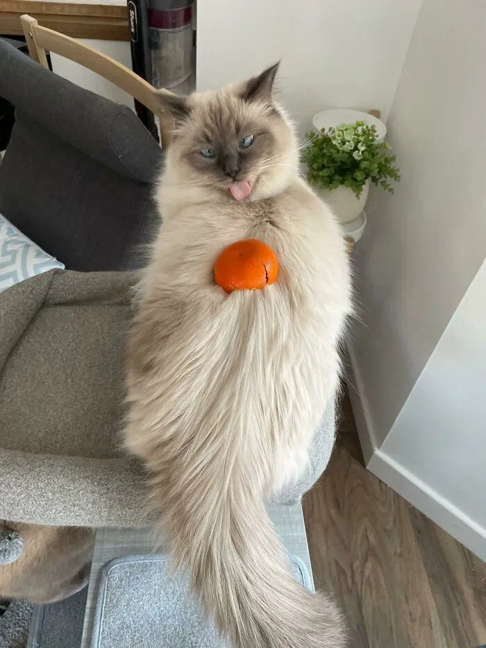 Very Distinguished