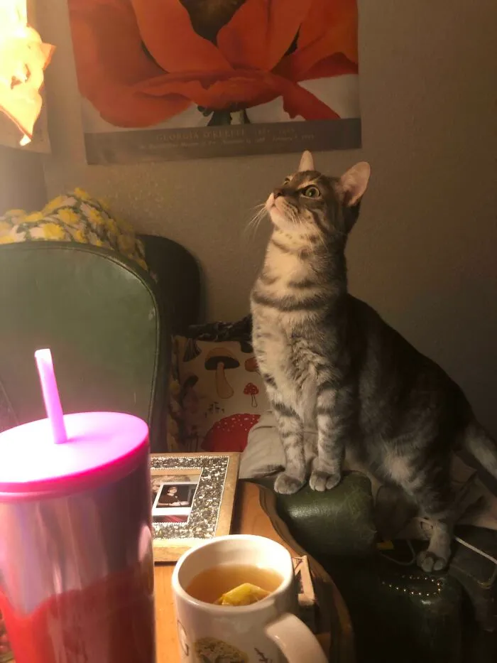 There Was A Bug On The Wall 3 Days Ago. Obviously We Check 3-4 X A Day To Make Sure The Beast Does Not Return. He Stares At An Empty Wall For At Least Ten Minutes A Day