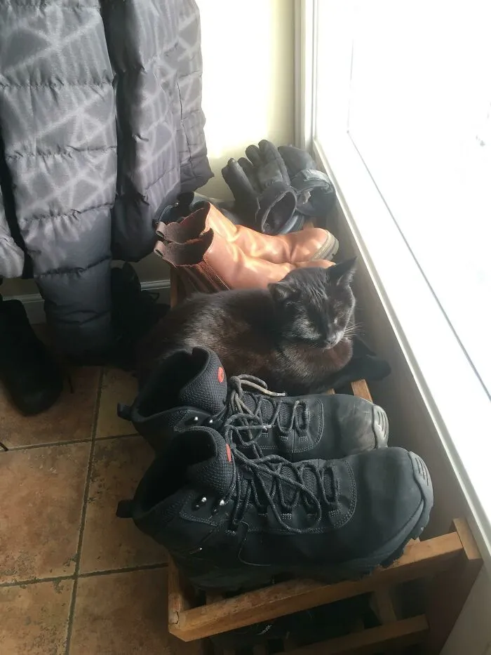 Disguising Herself As A Shoe