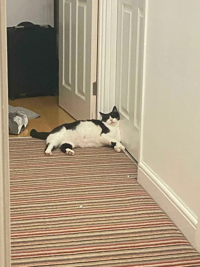 The Cat Usually Sleeps On My Bed But I’m Staying At A Friends Tonight. My Sister Just Sent Me This…