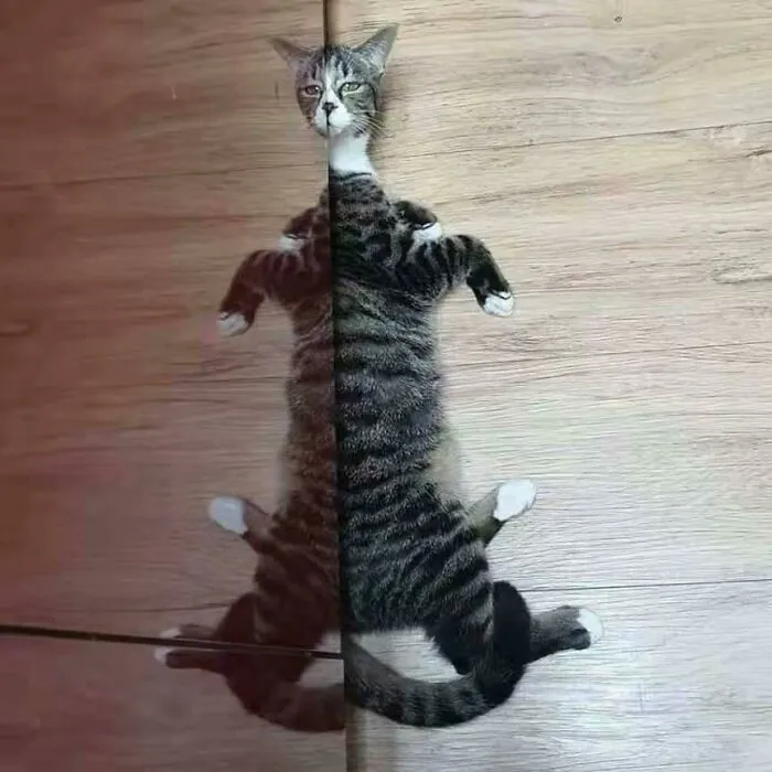 What Is This Breed