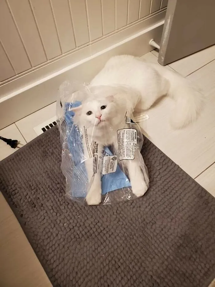 We Named Him Potatoe Before We Knew His Personality But He Certainly Lives Up To The Name