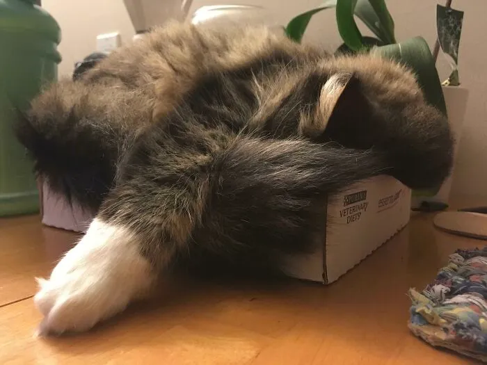 She’s More Of A Pile Than A Cat At This Point
