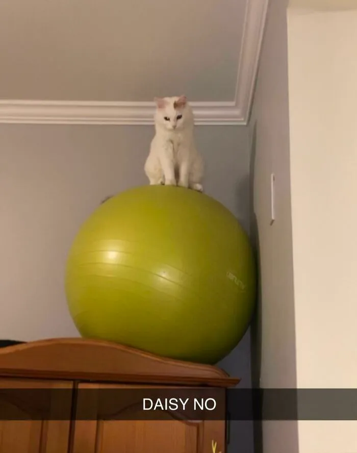 The Age Old Cat Yoga Ball Act. The Yoga Ball Is On Top Of A 7 Foot Cabinet