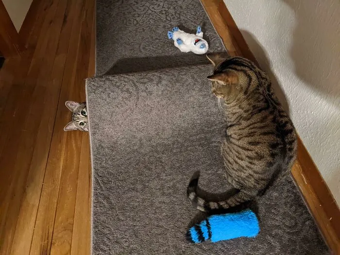 He's Not Very Good At Hide-And-Seek
