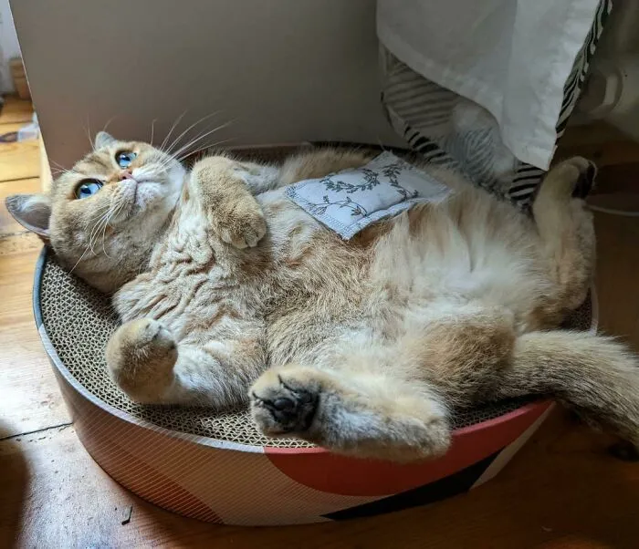 Upsidedown Pancake
