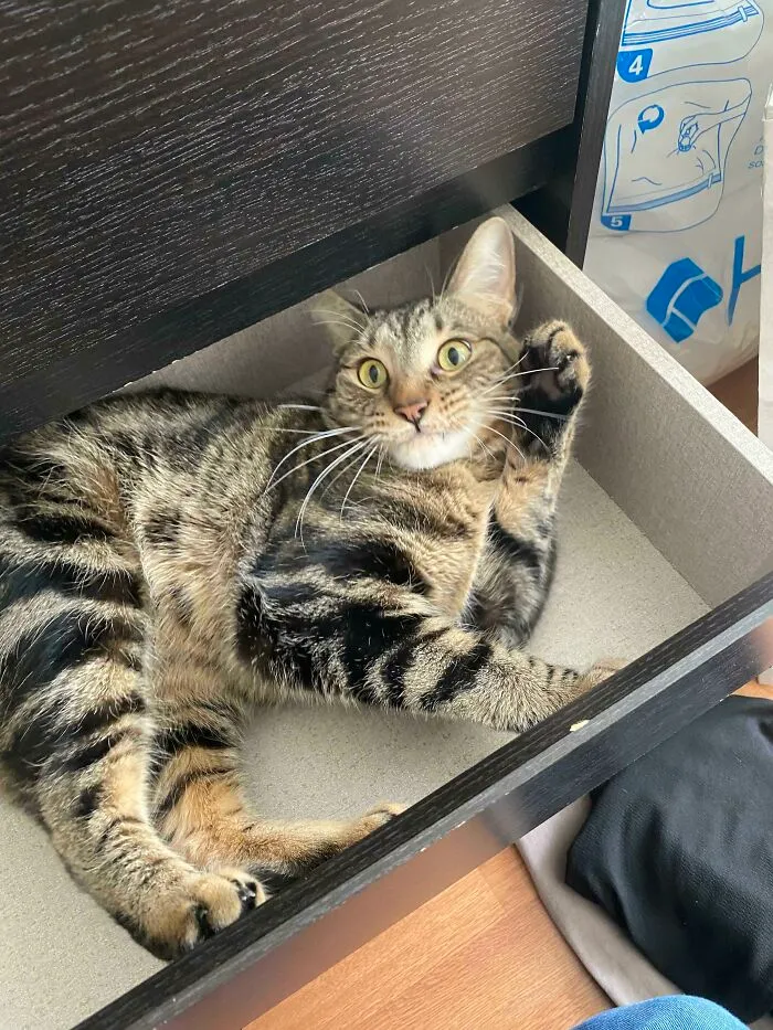 I Was Just Trying To Reorganize My Drawer
