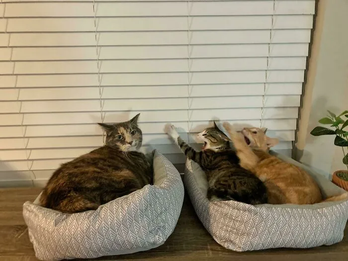 They Are Worshipping Their Cult Leader