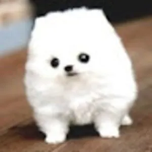 Puppy_Doge123