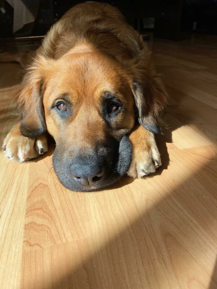 Adoptamos a esta pequeña dulzura del refugio. Quiero decir, ¡mira su cara!