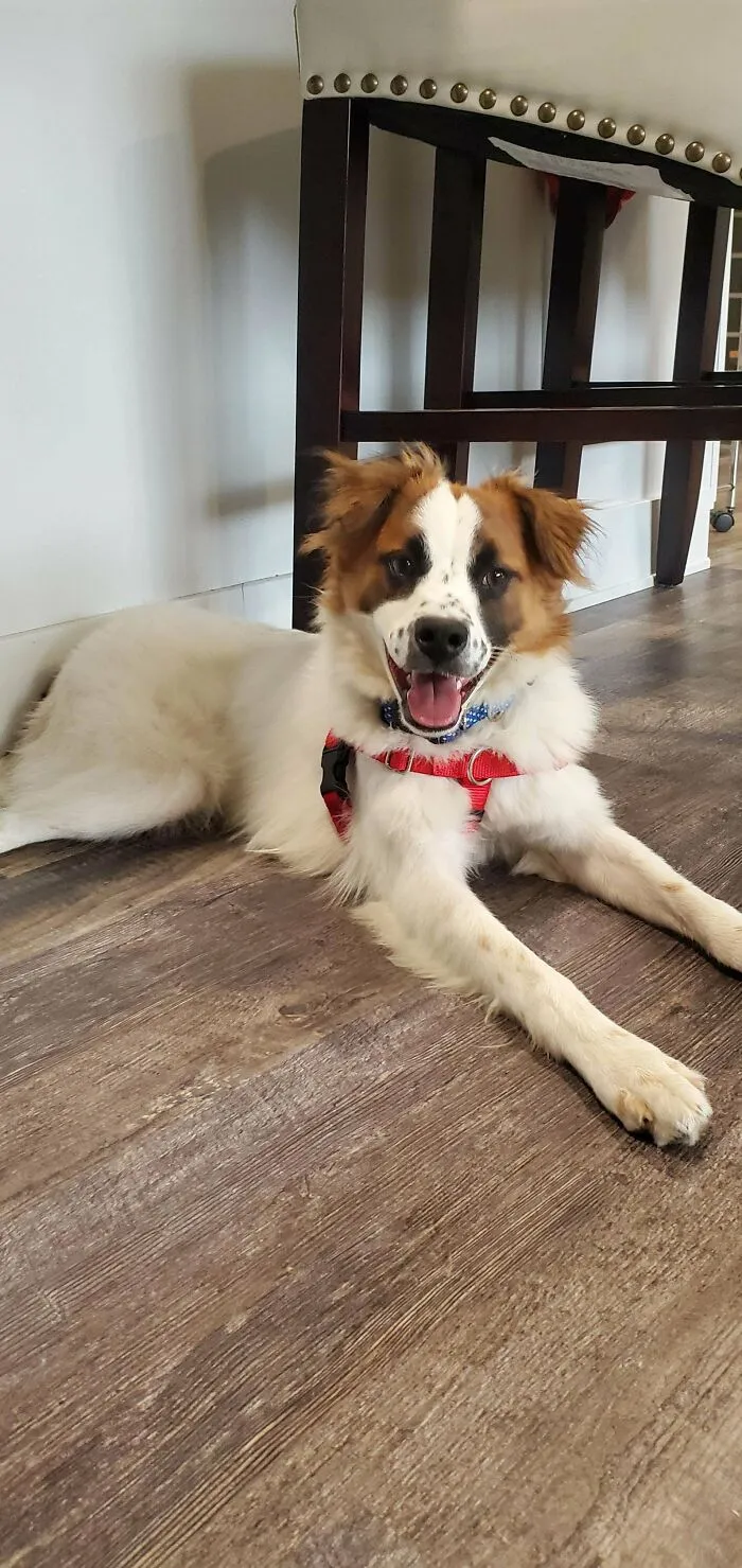 ¡Me han adoptado! Primera noche en mi hogar definitivo
