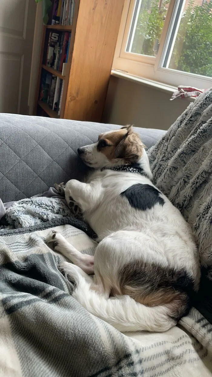 We Rescued Daisy! She Had Been Abandoned In The Woods 