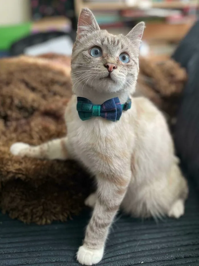Fue encontrado en una granja como un pobre gatito asilvestrado. Ahora tiene una familia que lo quiere y lo mima. (Sólo llevó la pajarita durante el tiempo que duró la foto)